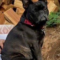 Lost Pet Image