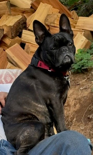 Pet Photo