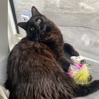 Lost Pet Image