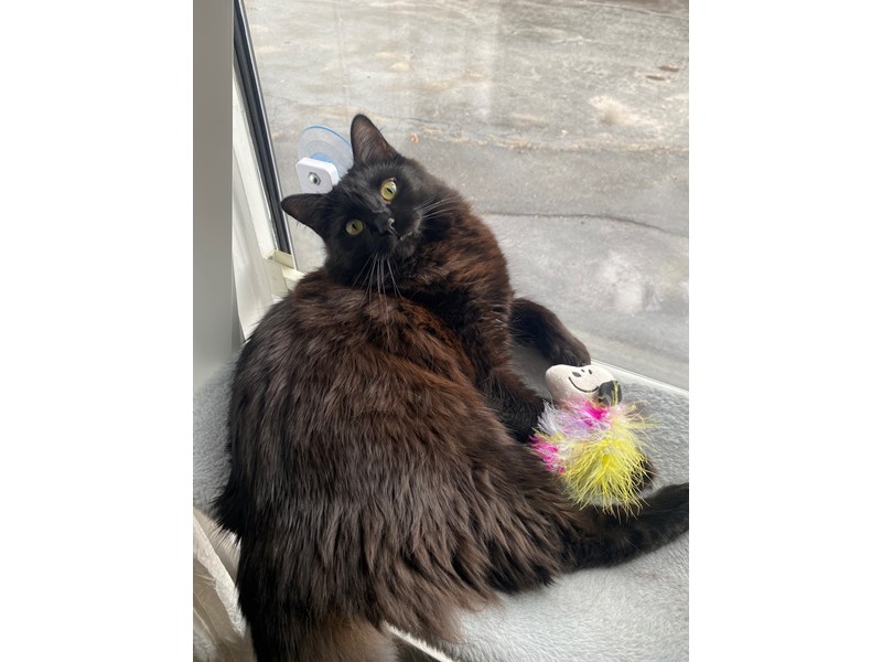 Pet Photo