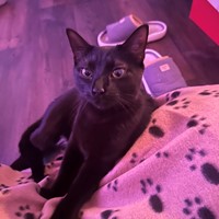 Lost Pet Image