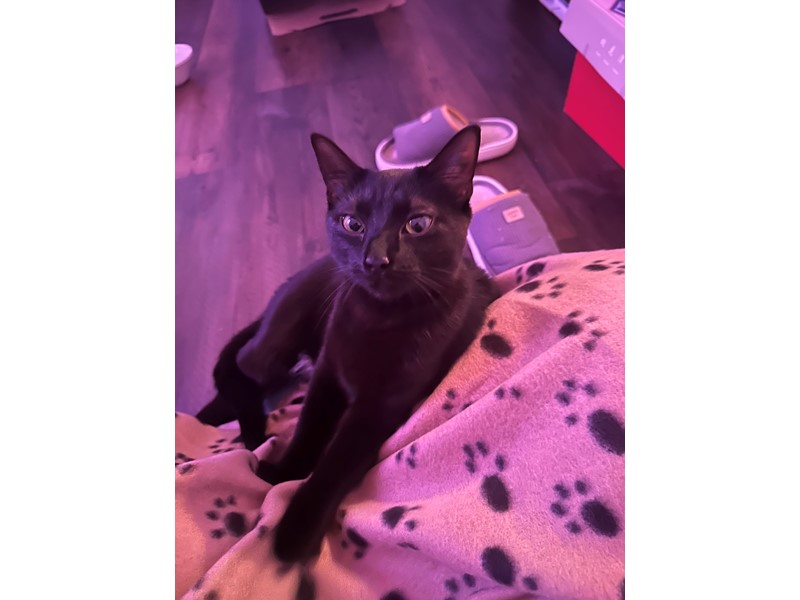 Pet Photo