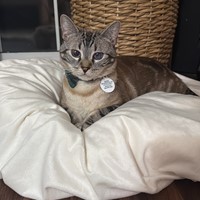 Lost Pet Image
