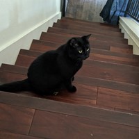 Lost Pet Image
