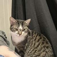 Lost Pet Image