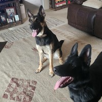 Lost Pet Image