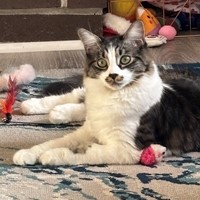 Lost Pet Image