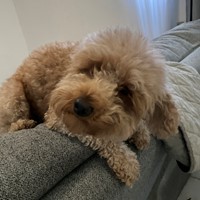 Lost Pet Image