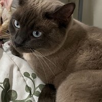 Lost Pet Image