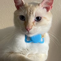 Lost Pet Image