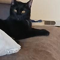 Lost Pet Image