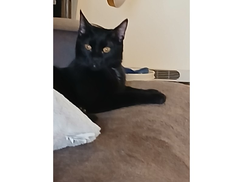 Pet Photo