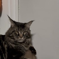 Lost Pet Image