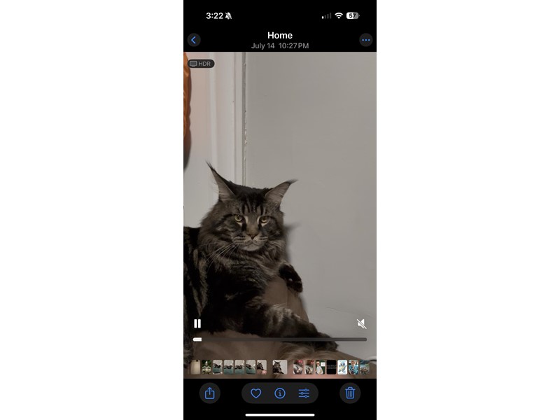 Pet Photo