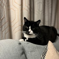 Lost Pet Image