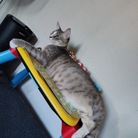 Lost Pet Image