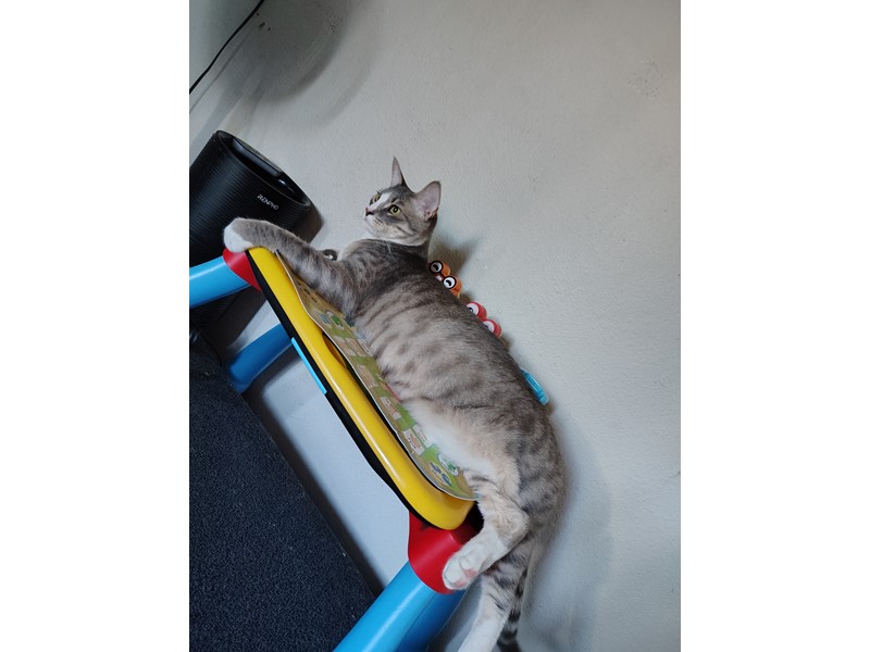 Pet Photo