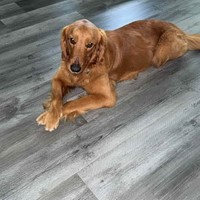 Lost Pet Image