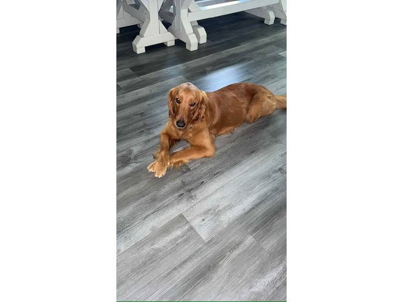 Pet Photo