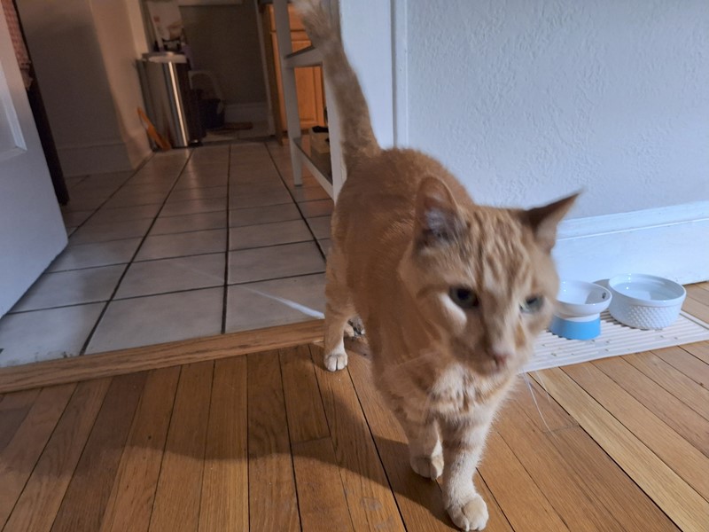 Pet Photo