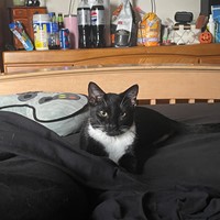 Lost Pet Image