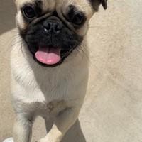 Lost Pet Image