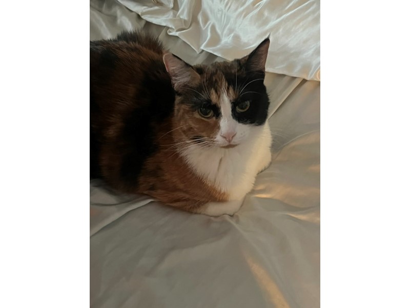 Pet Photo