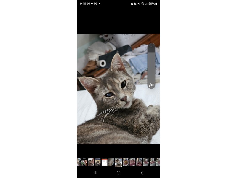Pet Photo