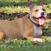 Lost Pet Image