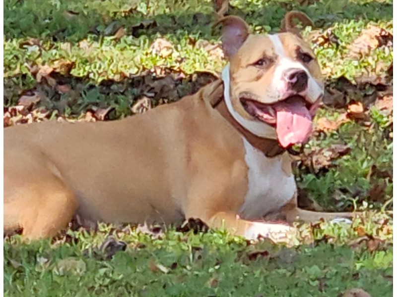 Pet Photo
