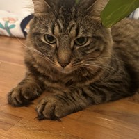 Lost Pet Image