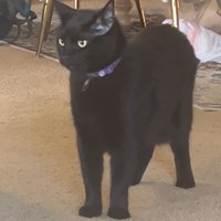 Lost Pet Image