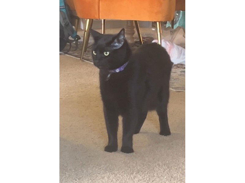 Pet Photo