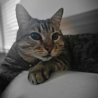 Lost Pet Image