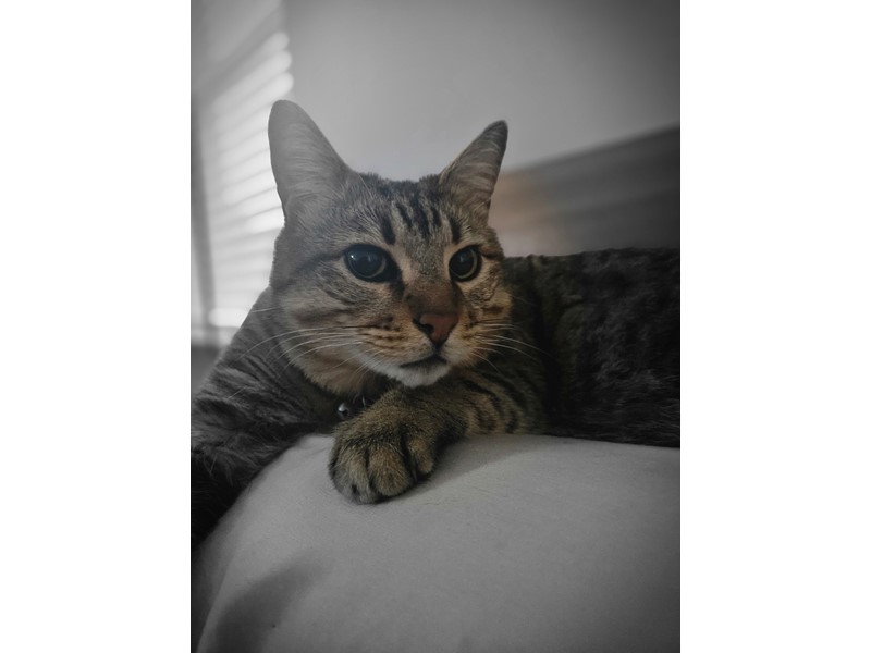 Pet Photo