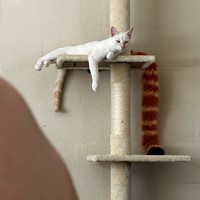 Lost Pet Image