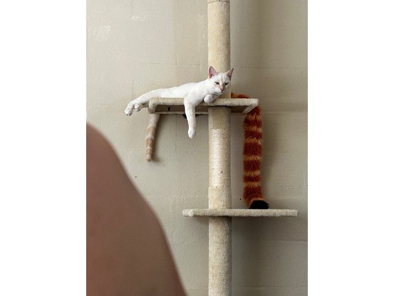 Pet Photo