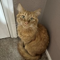 Lost Pet Image