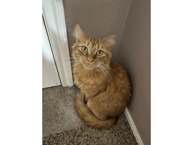Pet Photo