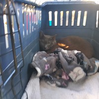 Lost Pet Image