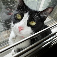 Lost Pet Image