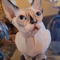 Lost Pet Image