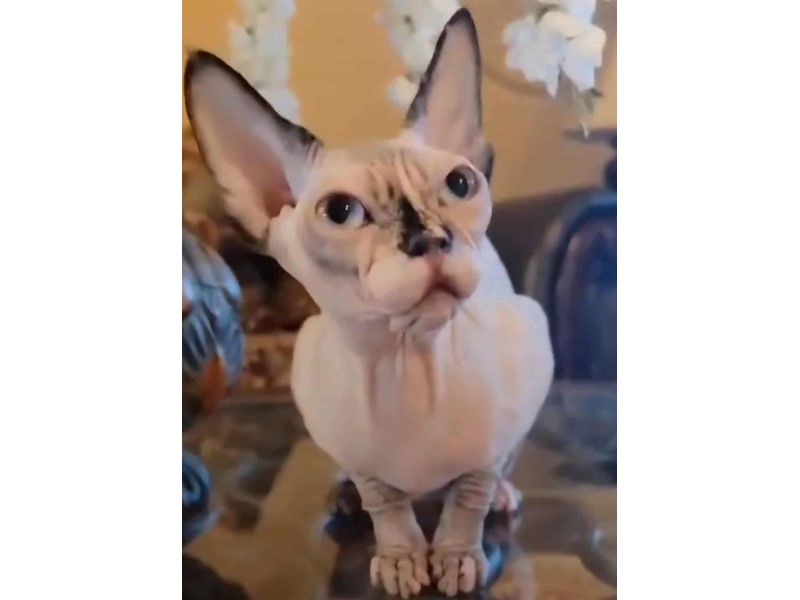 Pet Photo