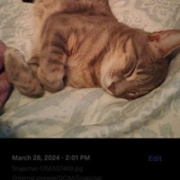 Lost Pet Image