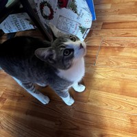 Lost Pet Image