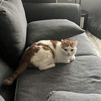 Lost Pet Image