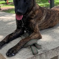 Lost Pet Image