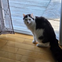 Lost Pet Image