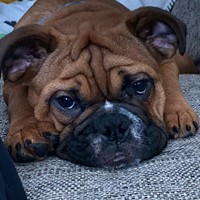 Lost Pet Image