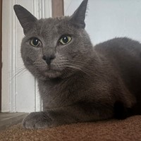Lost Pet Image